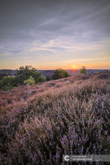 Zonsopkomst op de Posbank - Veluwe