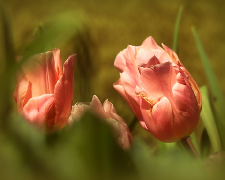 Tulpen houden van kou
