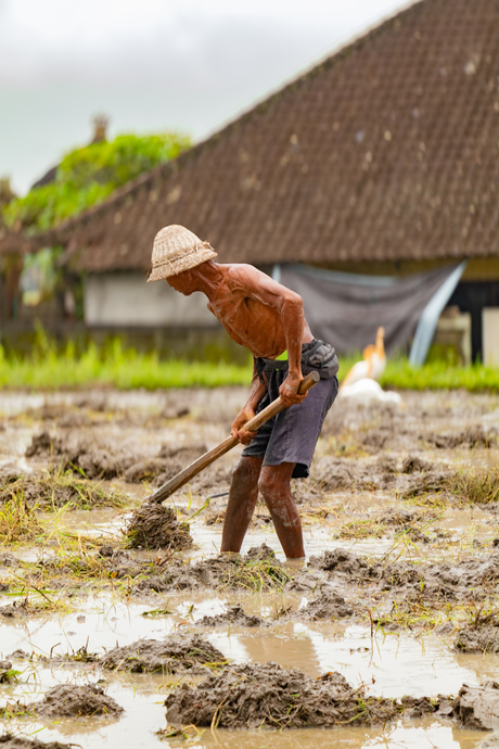 En de boer ploegt door. 
