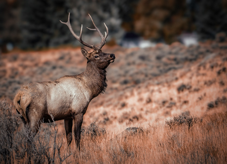 Elk