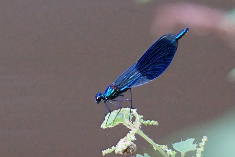 blauw stip libbel