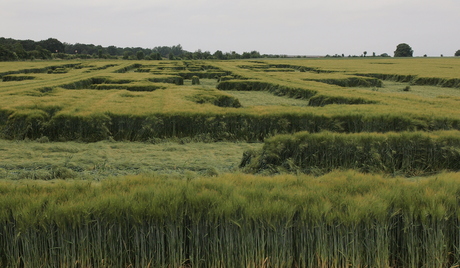 doolhof in korenveld