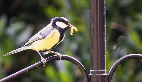 Toch weer iets gevonden voor de kleintjes.