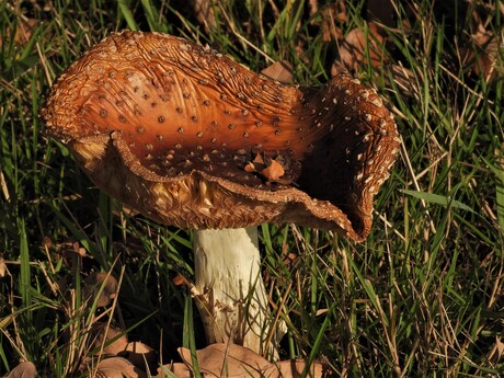 Heerlijke Herfst