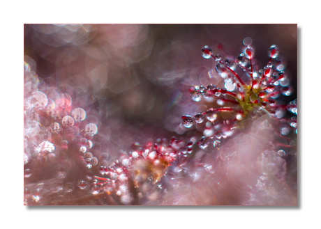 Drosera intermedia