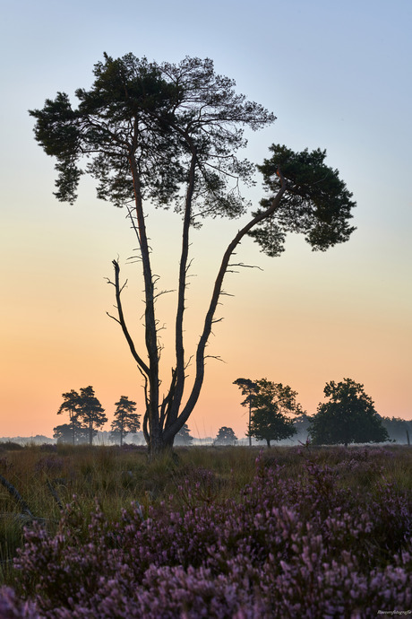 Loonse en Drunense Duinen