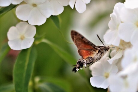 Colibrie vlinder 2