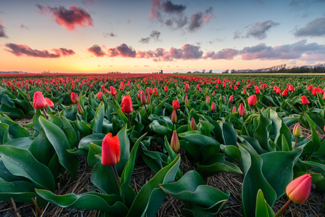 Red carpet sunset