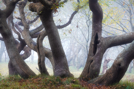 Spooky forrest