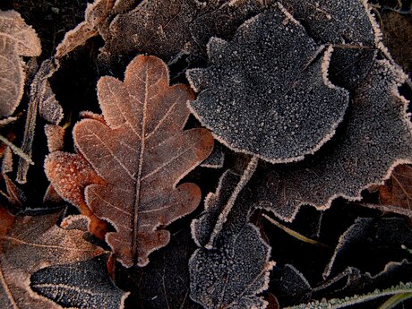 Feuilles mortes givrées.