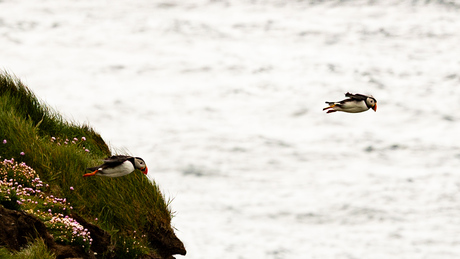 Papagaaienduiker bij de kolonie op Shetland