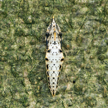 Pop klein geaderd witje