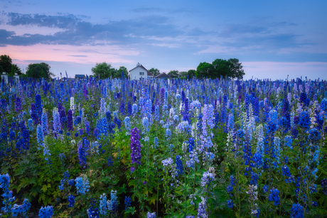 Lupine Garden