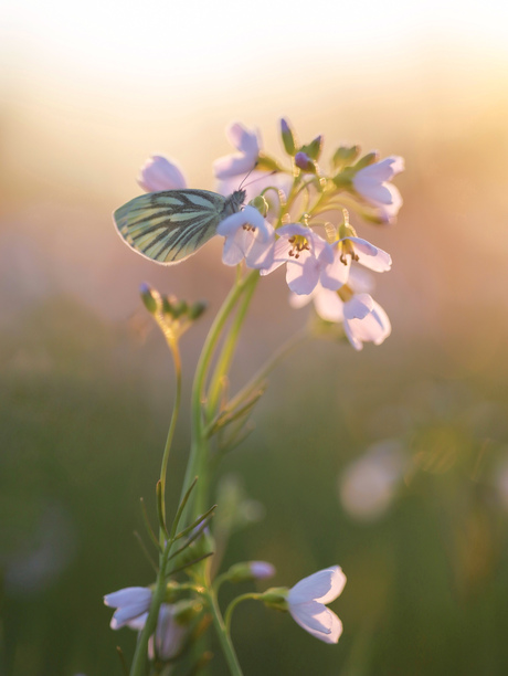 Klein geaderd witje in avond licht ..