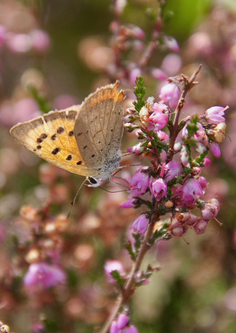 De kleine vuurvlinder op de heide. 