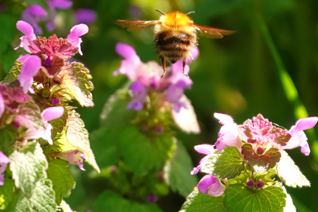 Akker hommel