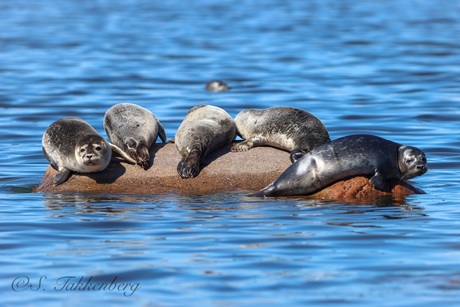 Zeehonden 