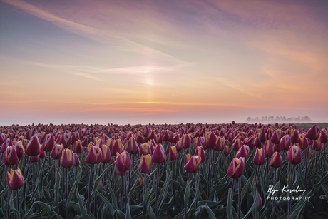 Tulpen veld bij nieuwe Tonge 