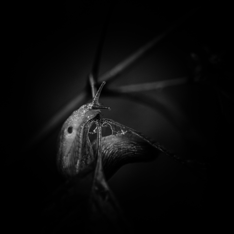 Summer Macro