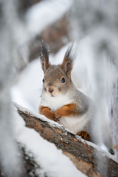 Eekhoorn in de sneeuw, gemaakt in Kuusamo Finland.