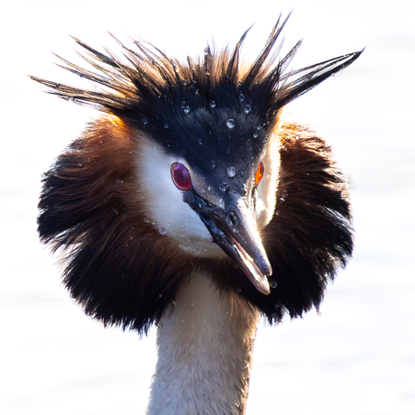 Bad hairday