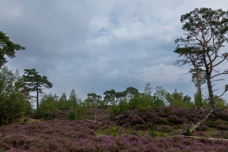 Grenspark Kalmthoutse Heide