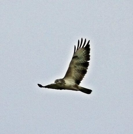 buizerd 