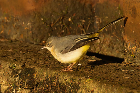 Grote Gele Kwikstaart