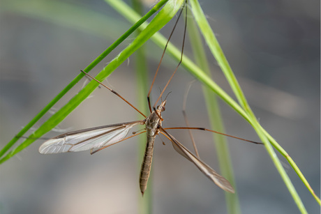 insect