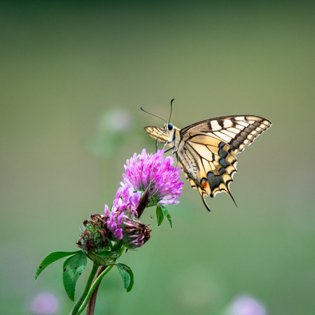 Papillon