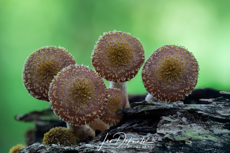 😆 "Sombrero’s of the Forest" 🌿🍄