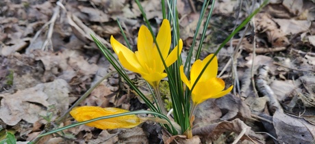 krokus geel
