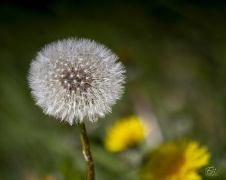 Kleine wonderen in de natuur van Arnhem.