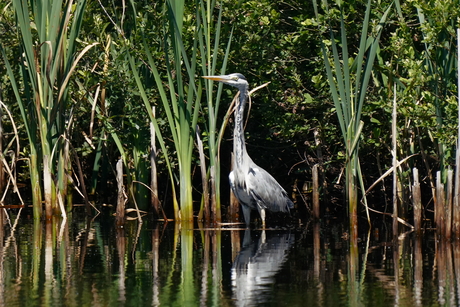 Blauwe Reiger