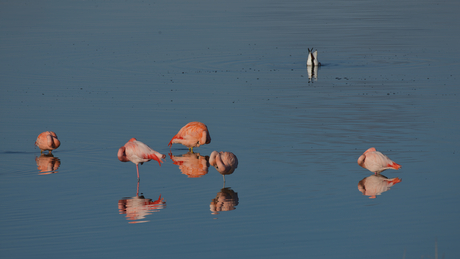 Flamingo's Grevelingen