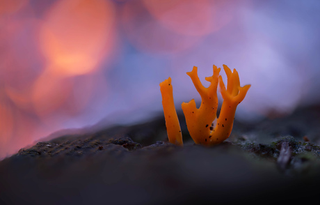 Kleverig koraalzwammetje 