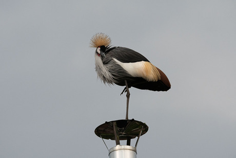 grijze kroonkraanvogel