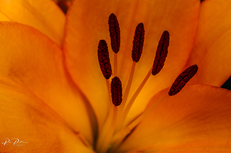 Lelie (lilium)