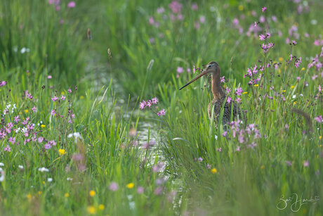 grutto in een bloemenweide