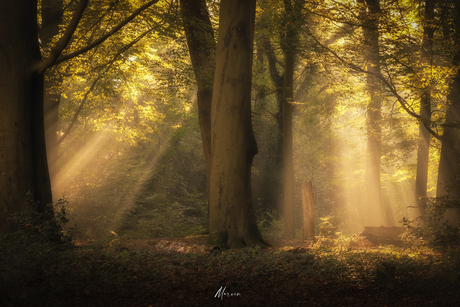 Ochtendje in het bos