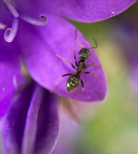 Mier  summermacro