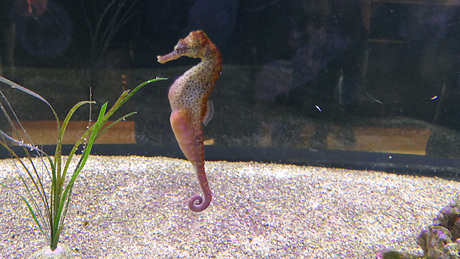 Zeepaardje