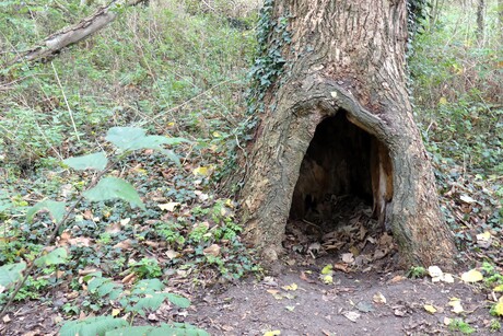 P1290969  St duinse Bos   Herfstwandeling    oude Boom als schuilhut  13 okt 2025  