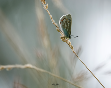 Icarusblauwtje zoo mooi