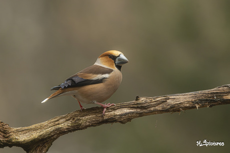 Appelvink