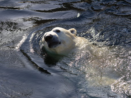 SWIMMING IN THE POOL