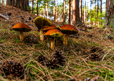 Paddenstoelen in augustus