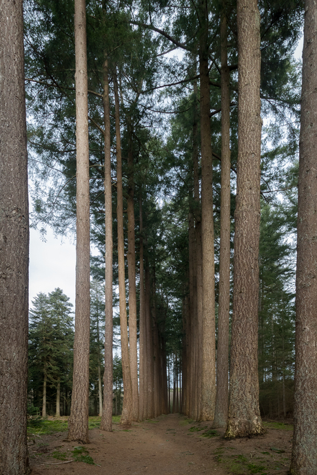 Hoge bomen