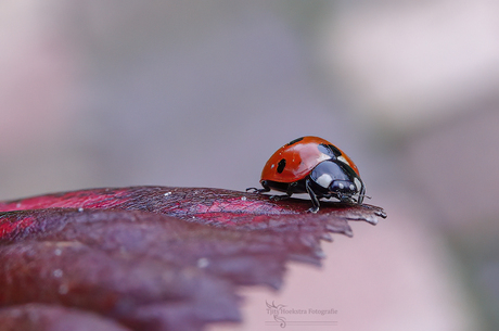 On a Leaf