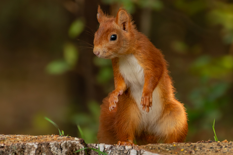 Rode Eekhoorn